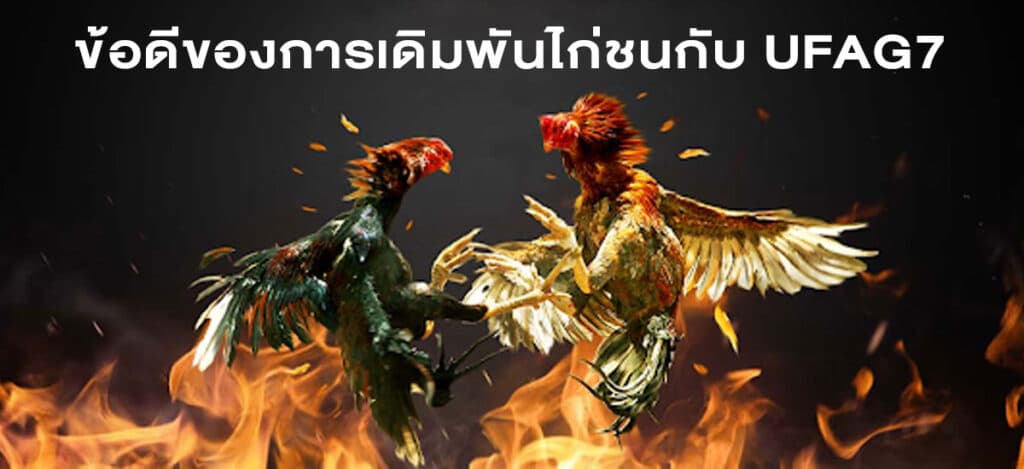 ไก่ชนออนไลน์